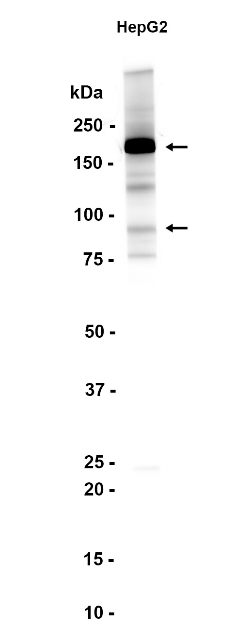 AYD12409