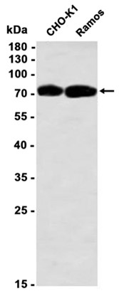 AYD11430