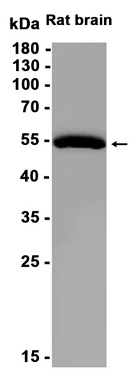 AYD12654