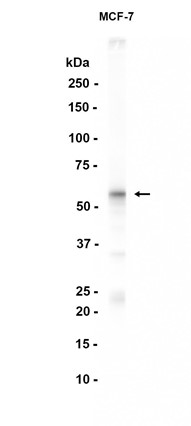 AYD12479