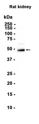 LFNG (YD36157) Rabbit mAb