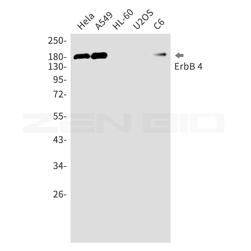 AYD14215