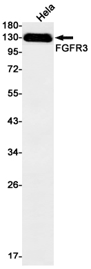 AYD12966