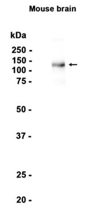 AYD12324