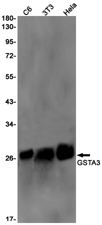 AYD11594