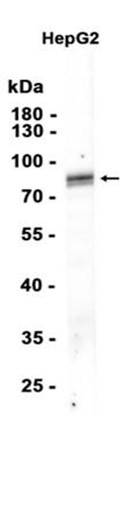 AYD12438