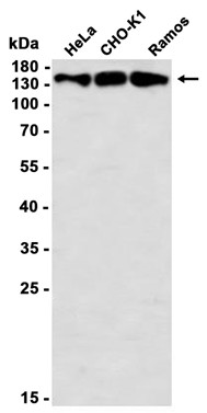 AYD11801