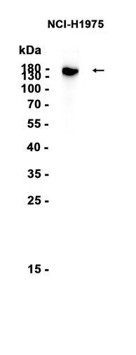 AYD12327