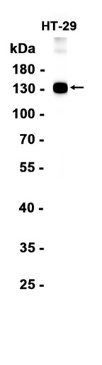 AYD15085