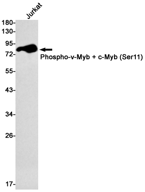 Phospho-c Myb (Ser11) (YD13768) Rabbit mAb