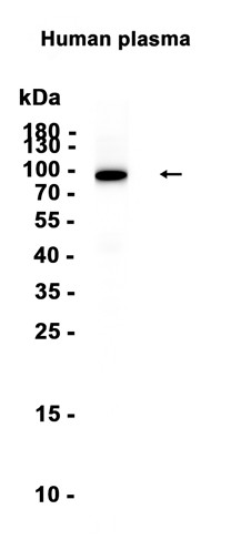 AYD12787
