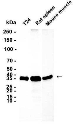 AYD12297