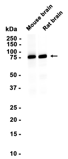 PKC gamma (YD36207) Rabbit mAb