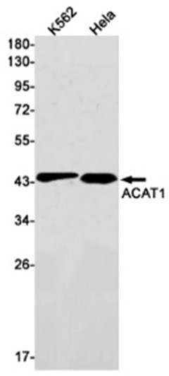 AYD12372