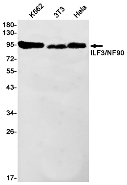 AYD11176