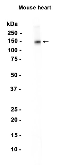 AYD15788