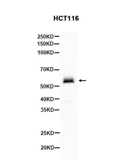 AYD13936