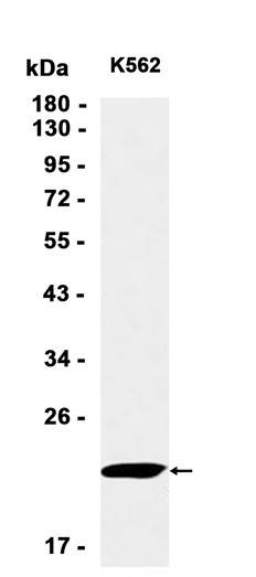 AYD13462