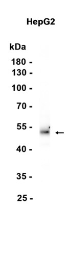AYD16141