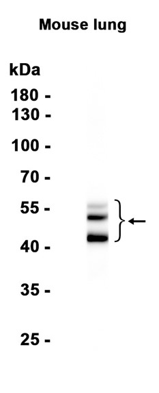 AYD14934