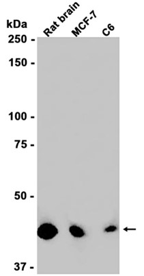 AYD13371