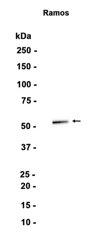 AYD14691