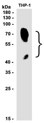 AYD12055