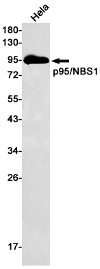 AYD12156