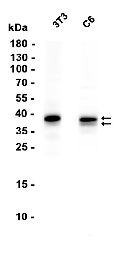 MKK3/MKK6 (YD31589) Rabbit mAb
