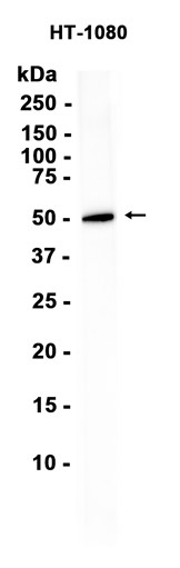 Caspase-5 (YD36049) Rabbit mAb