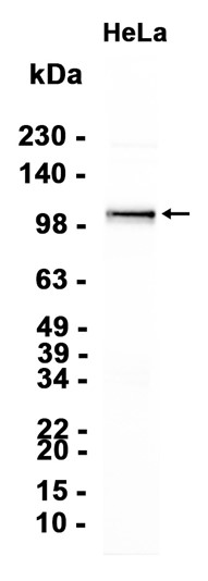 AYD14349