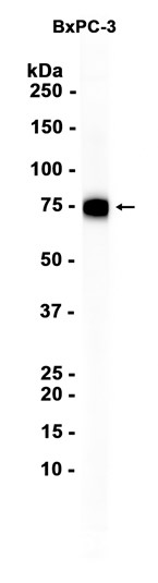 AYD15449