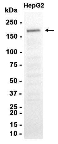 AYD15530
