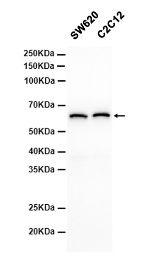AYD11704