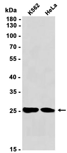 AYD13633