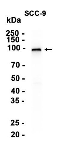 AYD13239