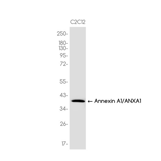 AYD13840