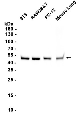 AYD11073