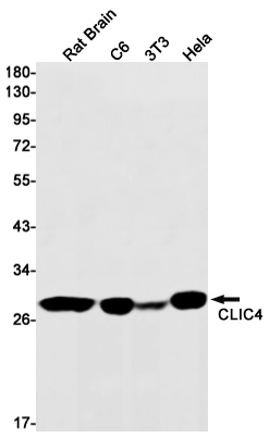 AYD12829