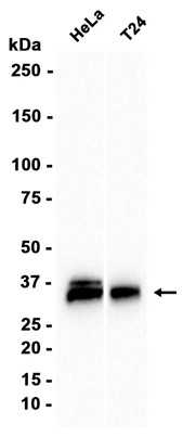 AYD13478