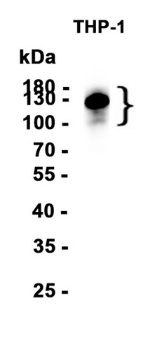 AYD13632