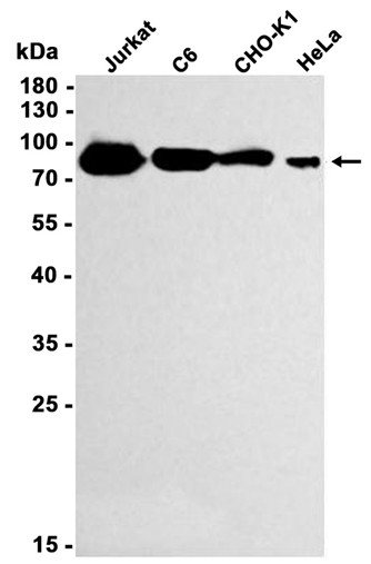 AYD11086