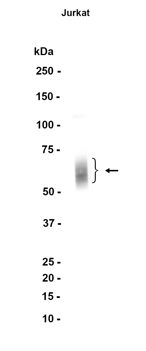 AYD12388