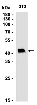 AYD14345