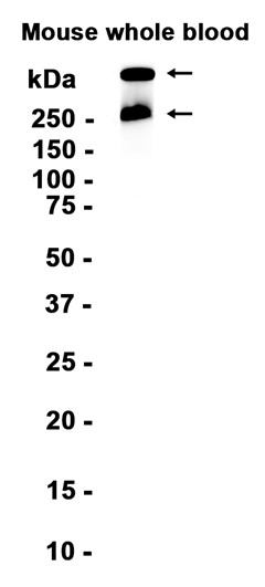 Fibronectin (YD15429) Rabbit mAb