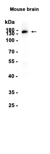 AYD15696