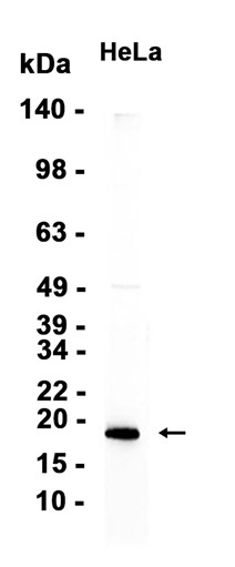 AYD11614