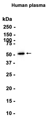 AYD12426