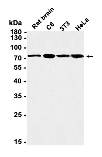 AYD14341