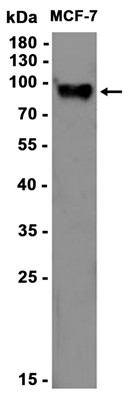 AYD11937
